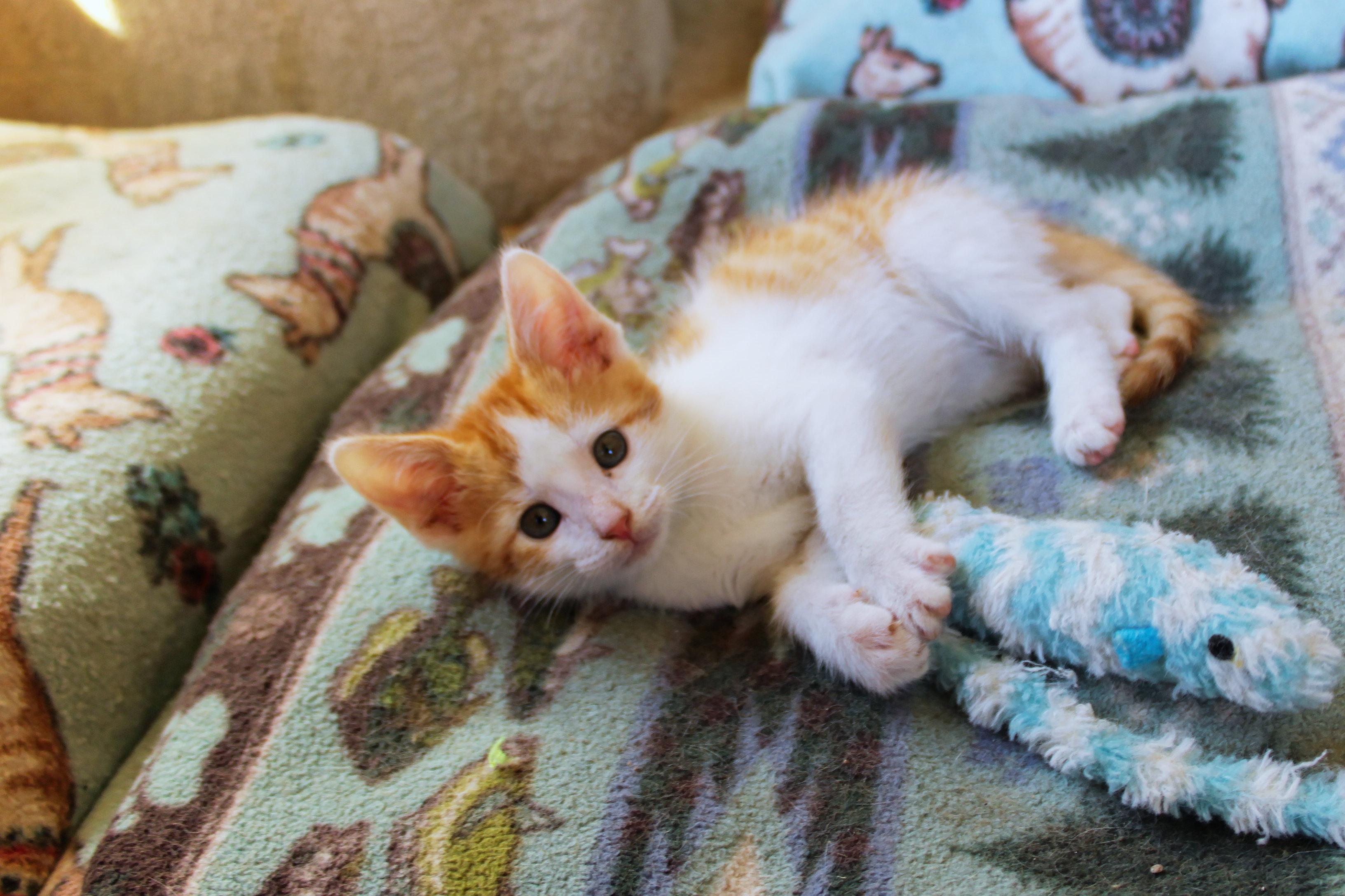 Enlarge Moss, a Adoptable Domestic Short Hair in Urbana, OH image 6/6