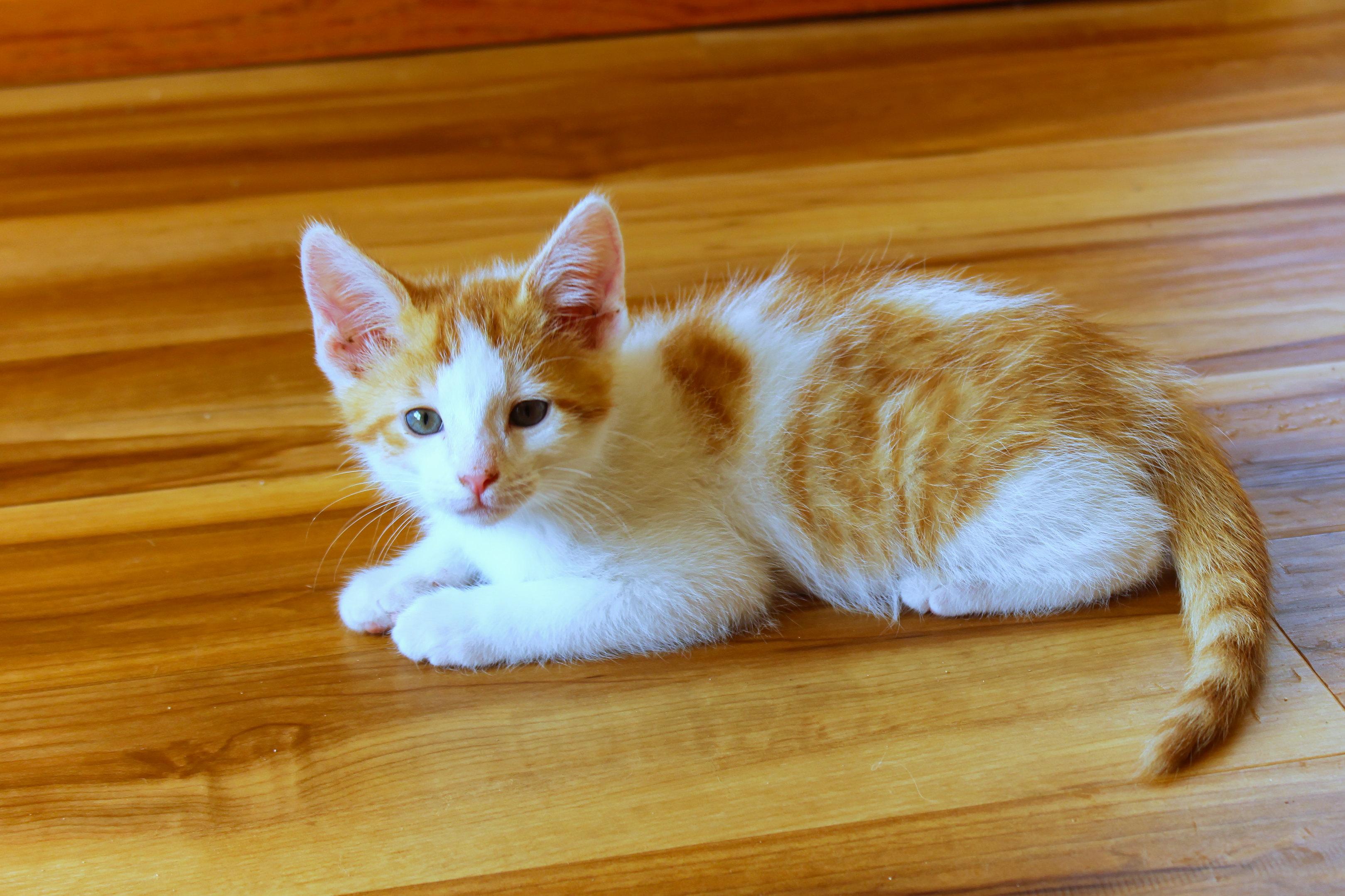 Enlarge Moss, a Adoptable Domestic Short Hair in Urbana, OH image 2/6