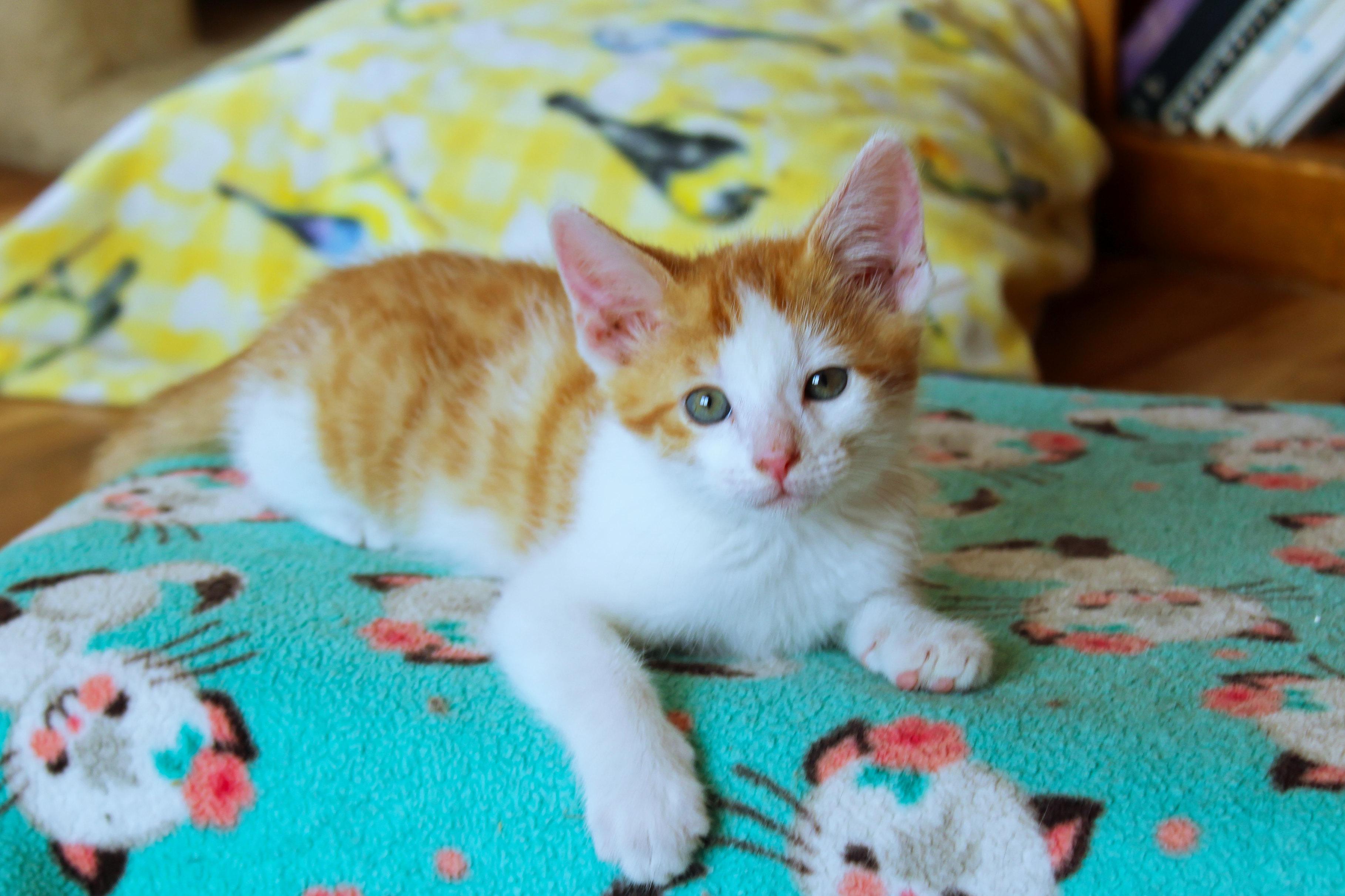 Enlarge Moss, a Adoptable Domestic Short Hair in Urbana, OH image 3/6