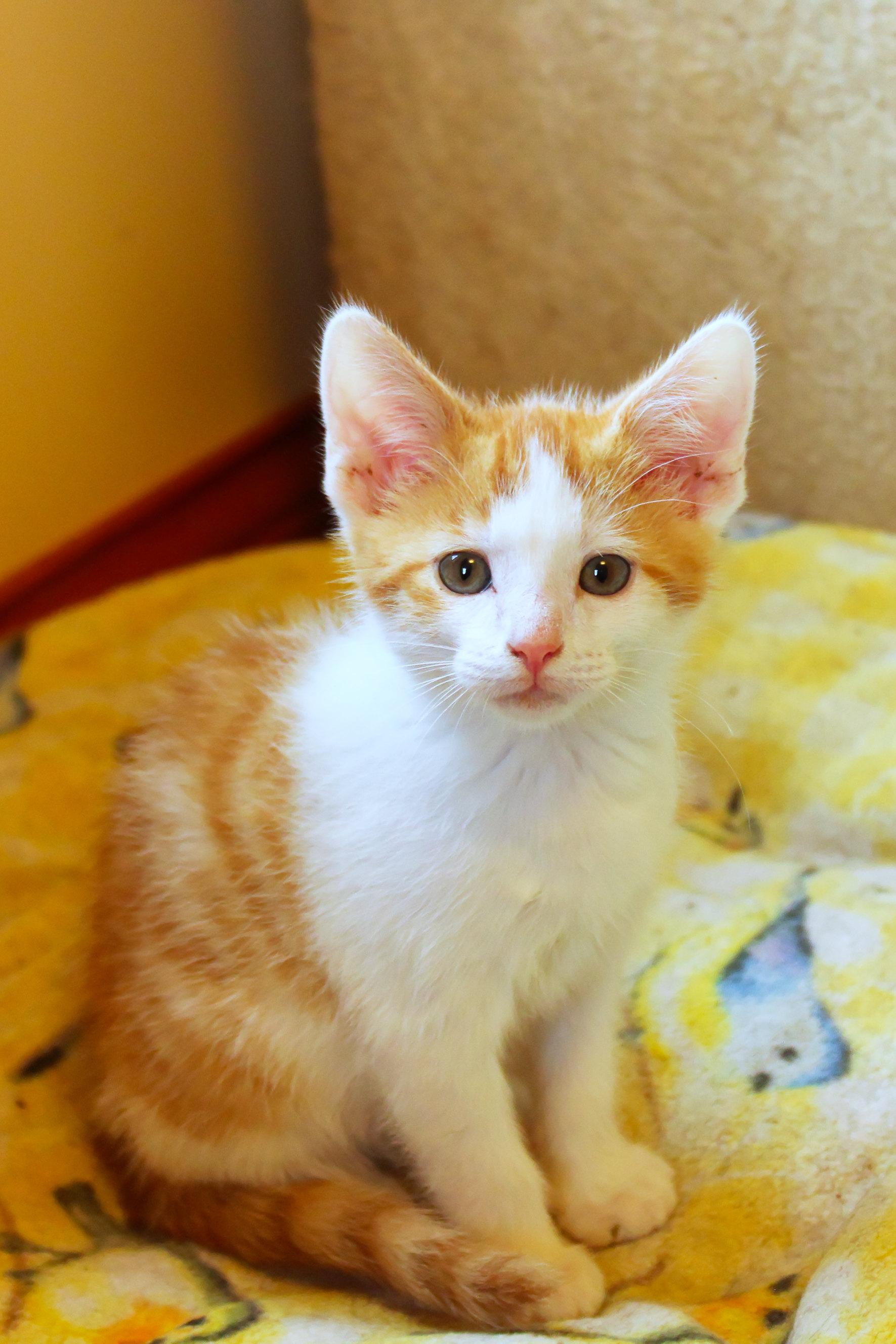 Enlarge Moss, a Adoptable Domestic Short Hair in Urbana, OH image 1/6