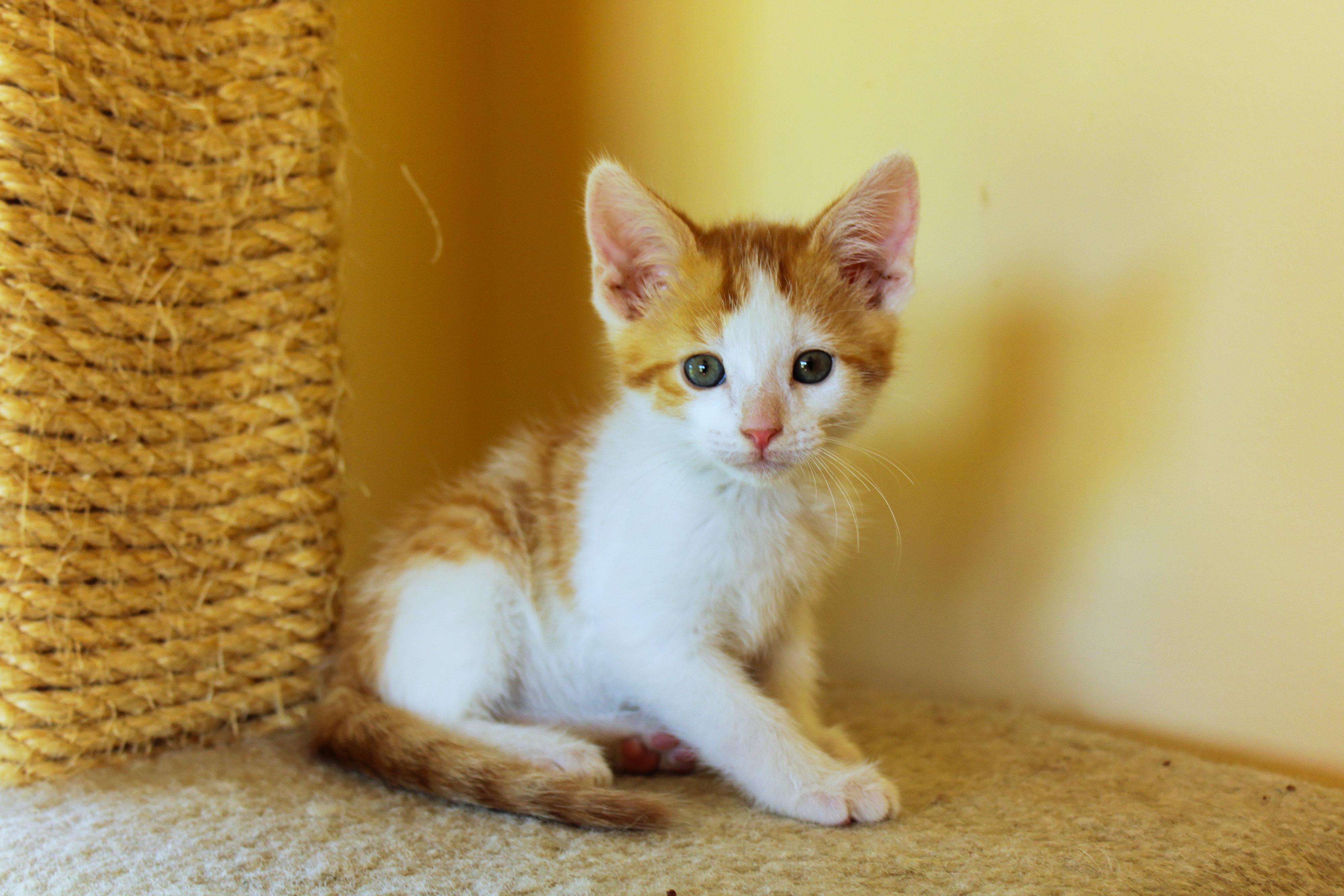 Enlarge Moss, a Adoptable Domestic Short Hair in Urbana, OH image 5/6