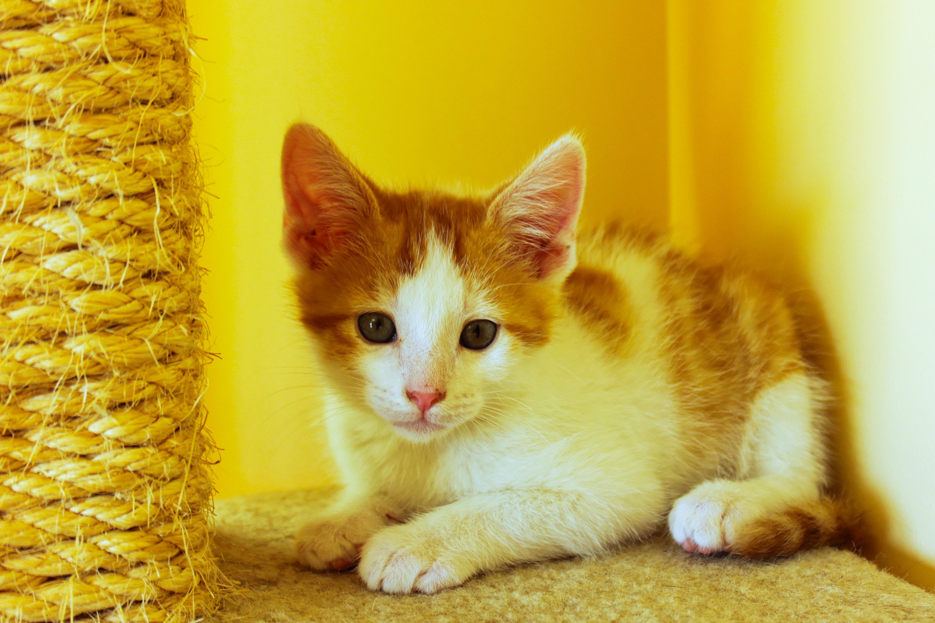 Enlarge Moss, a Adoptable Domestic Short Hair in Urbana, OH image 4/6