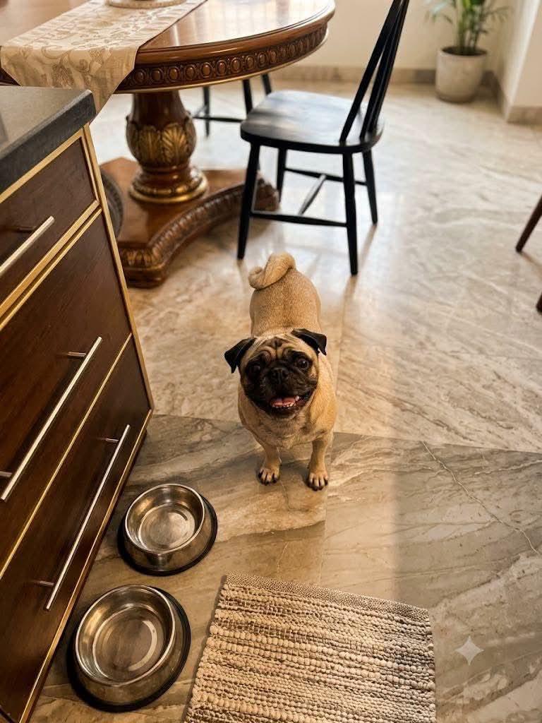 Dalu, Adoptable, Adult Female Pug.