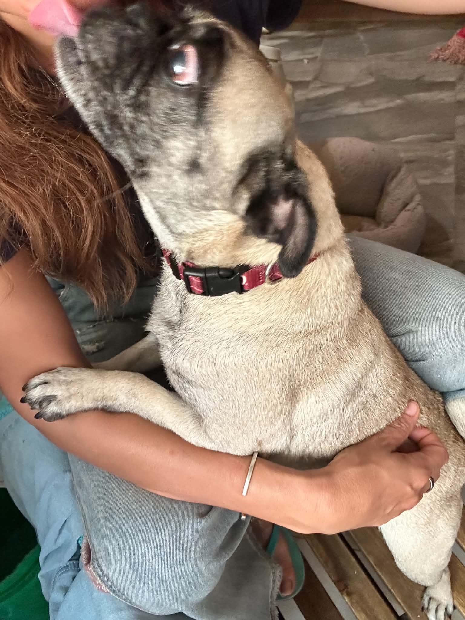 Enlarge Dalu, a Adoptable Pug in Escondido, CA image 2/3