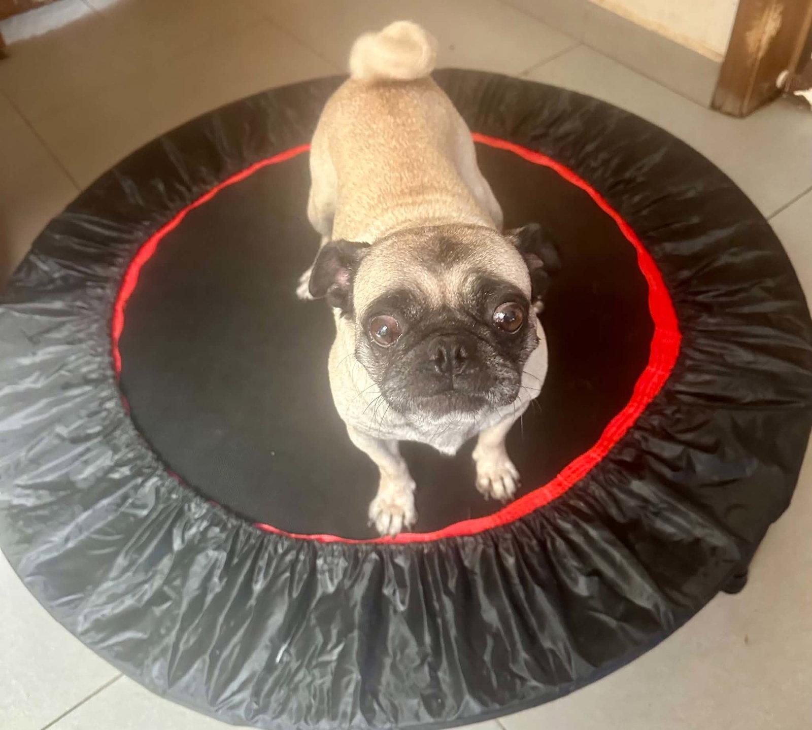 Enlarge Dalu, a Adoptable Pug in Escondido, CA image 3/3