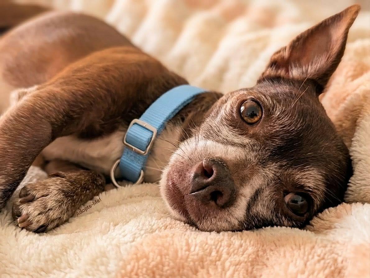 Enlarge Ernesto, a ADOPTABLE Chihuahua in Murrieta, CA image 3/6