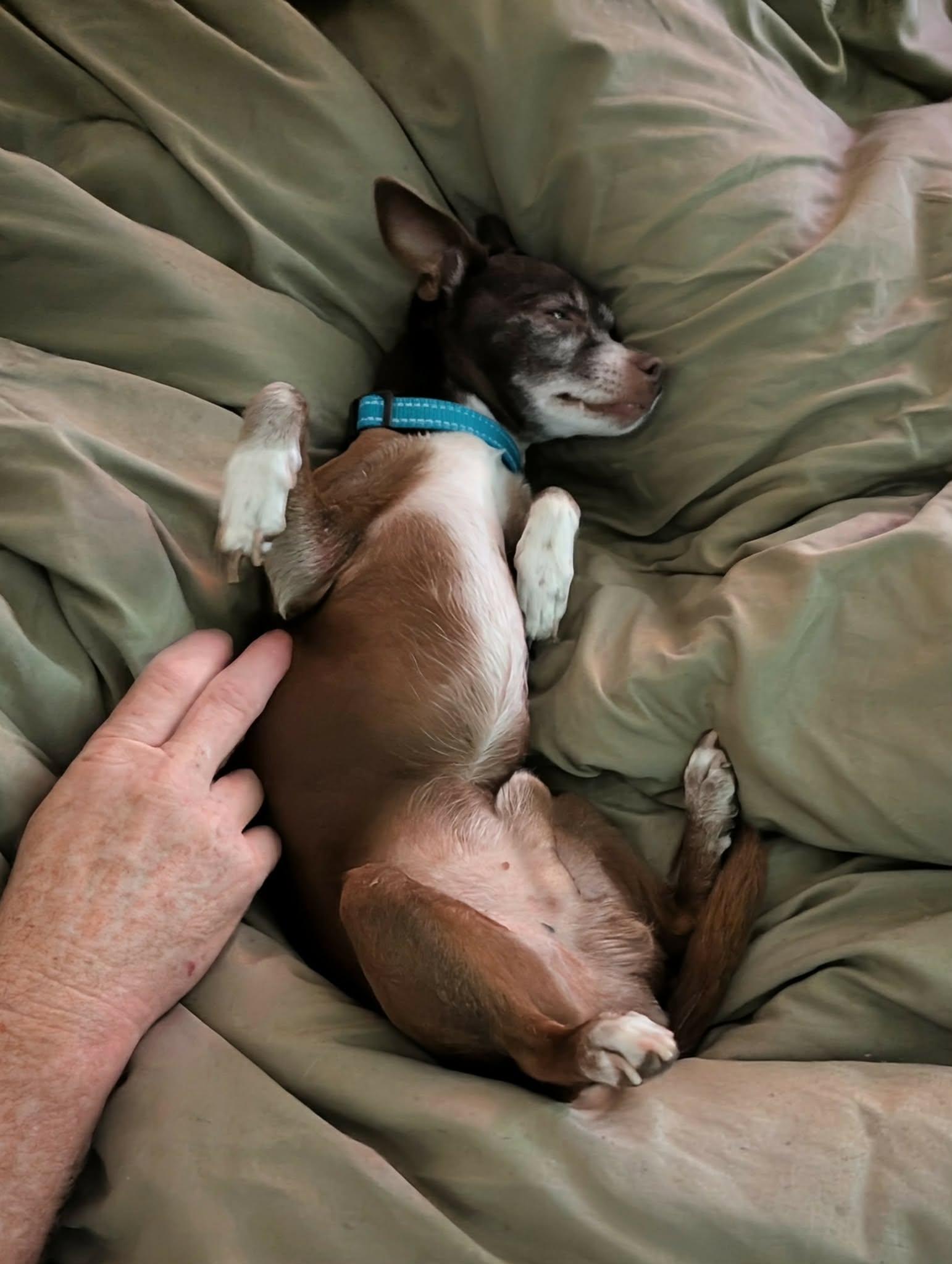 Enlarge Ernesto, a ADOPTABLE Chihuahua in Murrieta, CA image 2/6