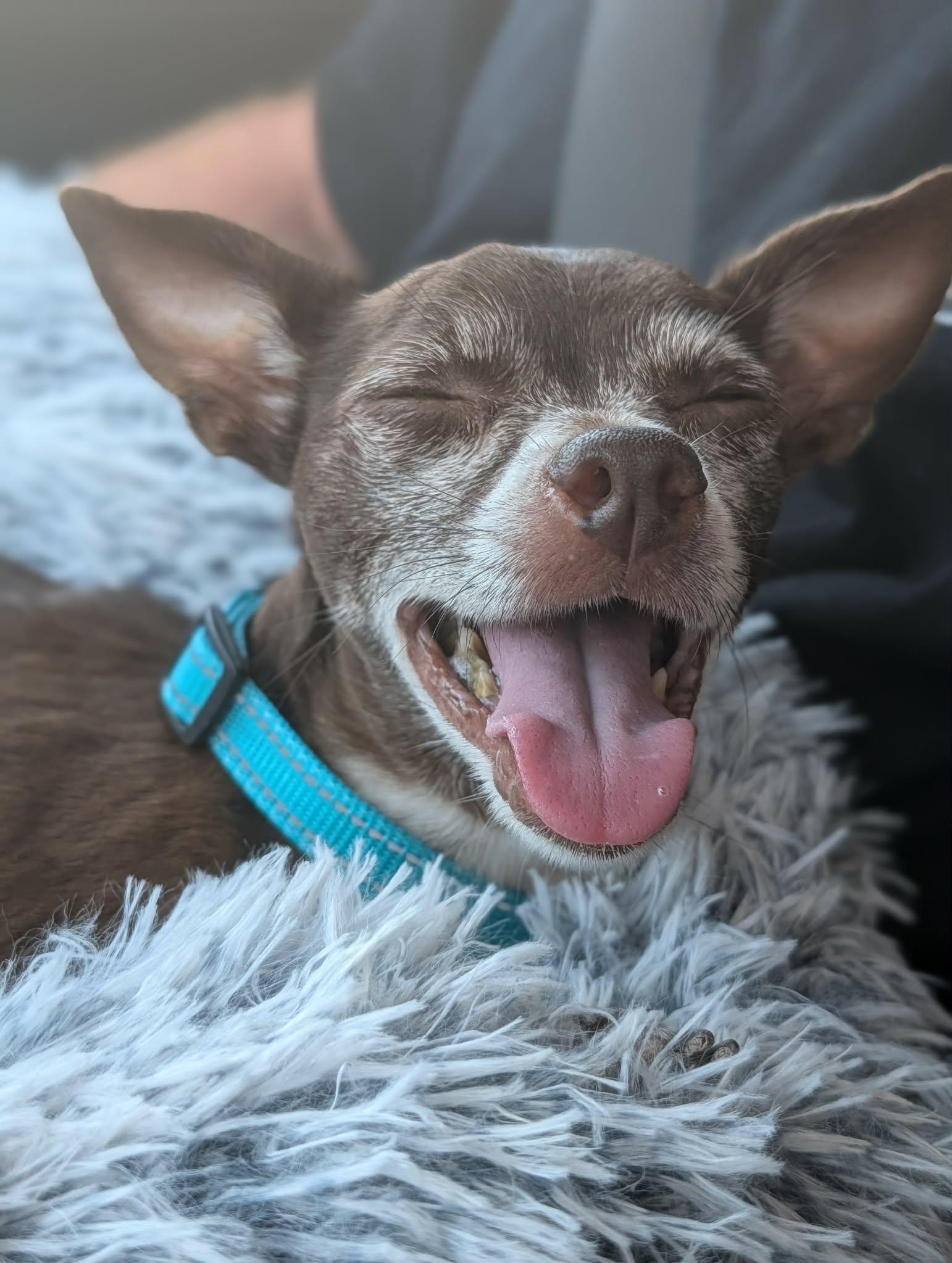 Enlarge Ernesto, a ADOPTABLE Chihuahua in Murrieta, CA image 4/6