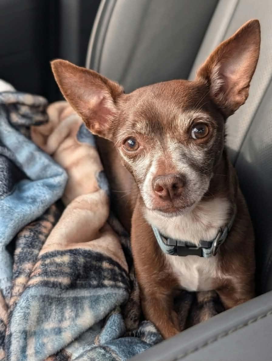 Enlarge Ernesto, a ADOPTABLE Chihuahua in Murrieta, CA image 1/6