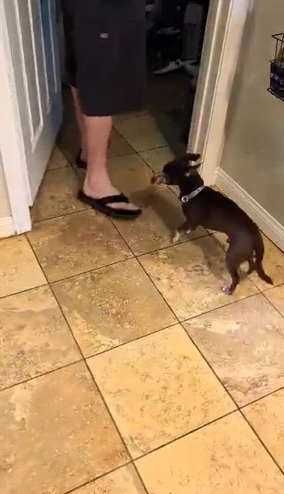 Enlarge Ernesto, a ADOPTABLE Chihuahua in Murrieta, CA video 5/6