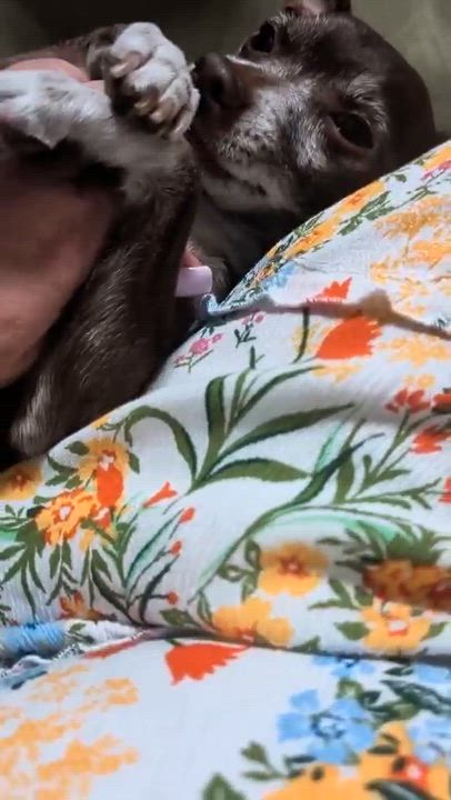 Enlarge Ernesto, a ADOPTABLE Chihuahua in Murrieta, CA video 6/6