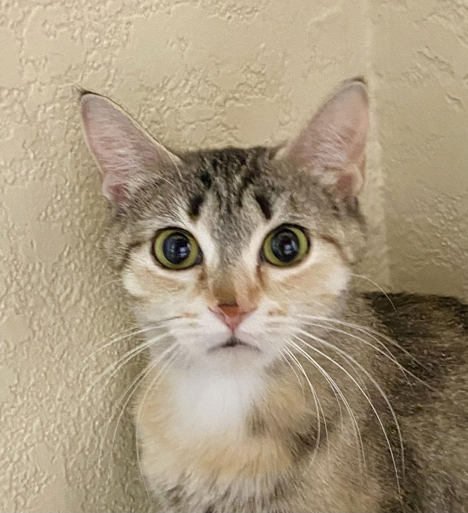 Toast, Adoptable, Adult Female Domestic Short Hair & Torbie.