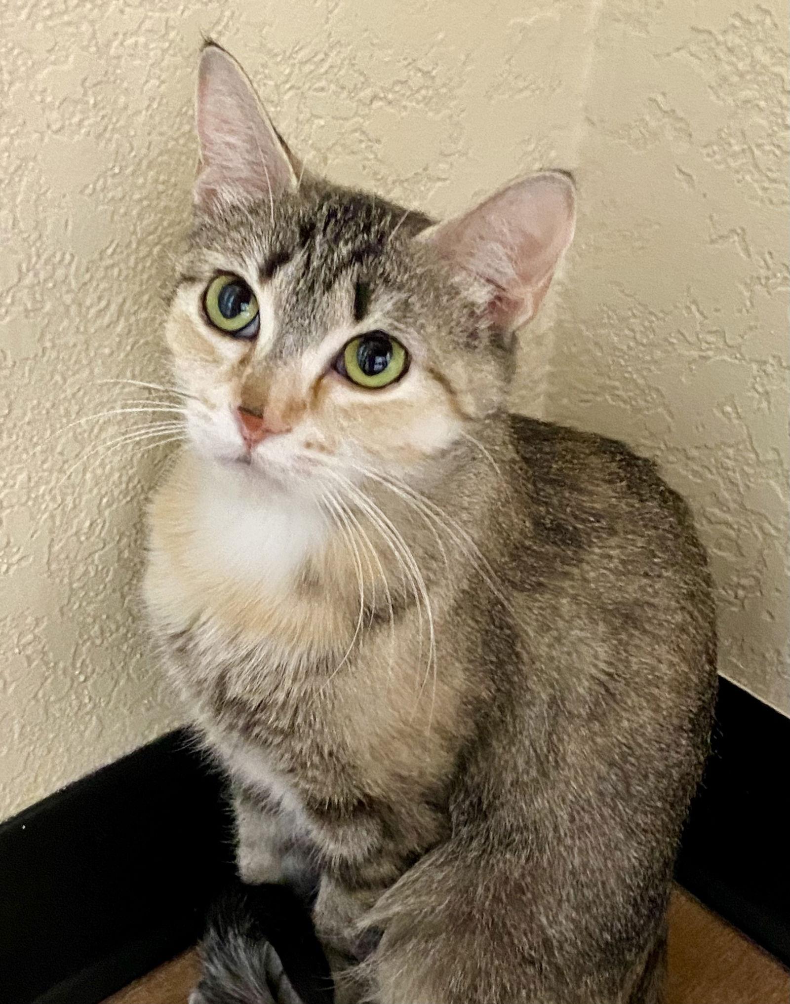 Enlarge Toast, a Adoptable mixed breed in Fargo, ND image 2/2