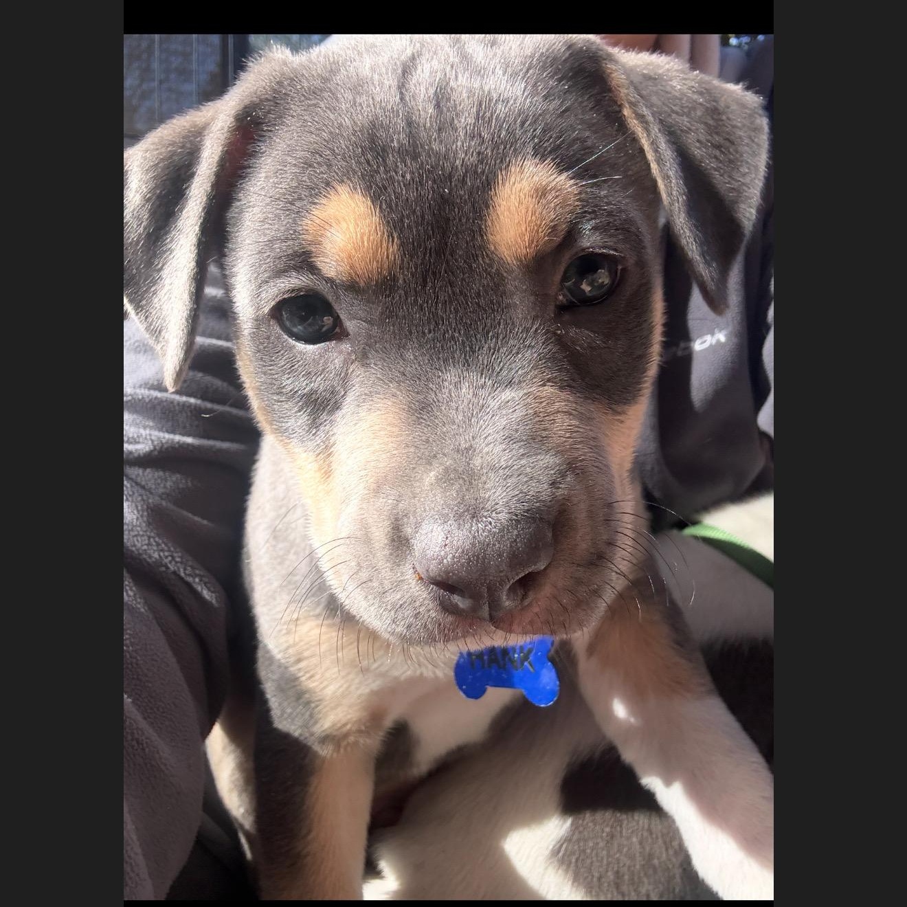 Hank — thumbnail 2