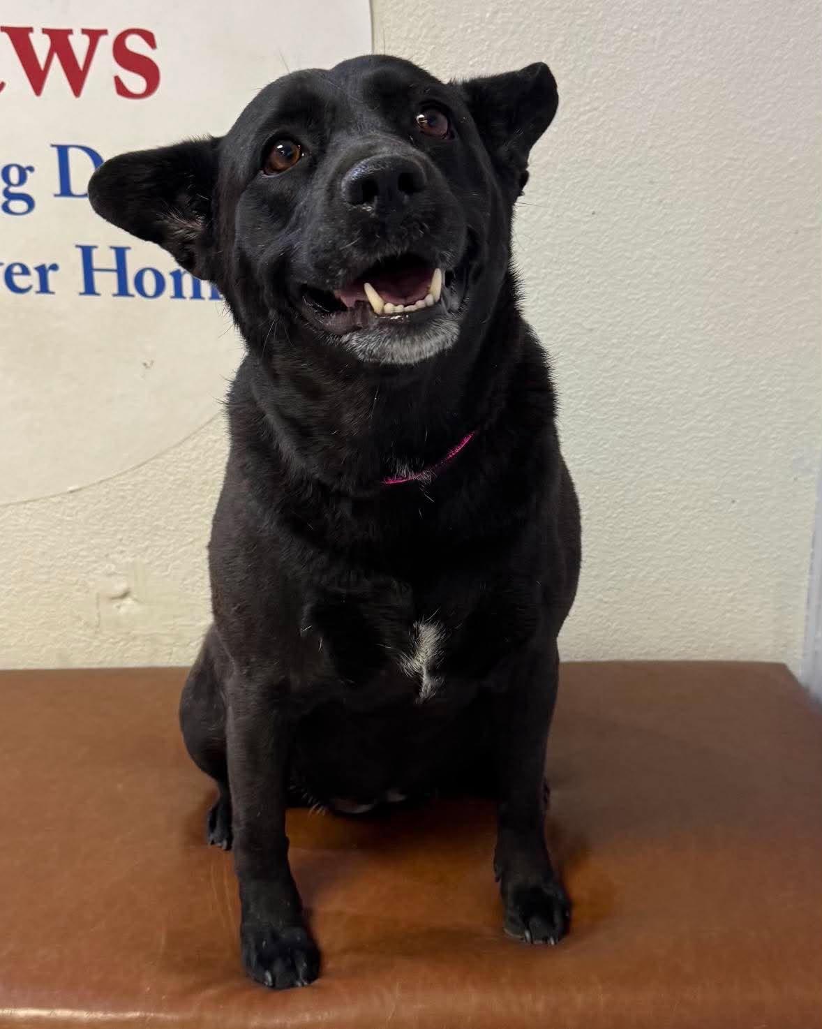 Draz aka Jazz, adoptable, Young Female Labrador Retriever & Shar-Pei.