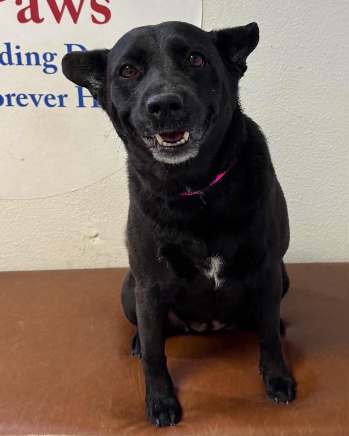 Enlarge Draz aka Jazz, an adoptable mixed breed in Las Vegas, NV image 2/2