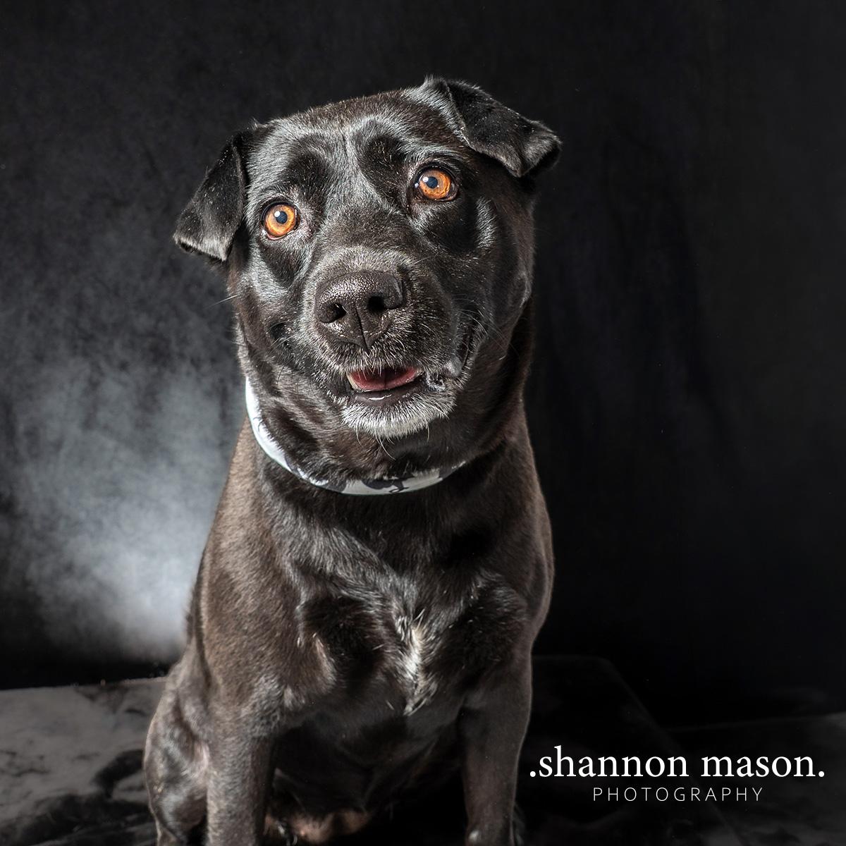 Enlarge Draz aka Jazz, a Adoptable mixed breed in Las Vegas, NV image 2/4