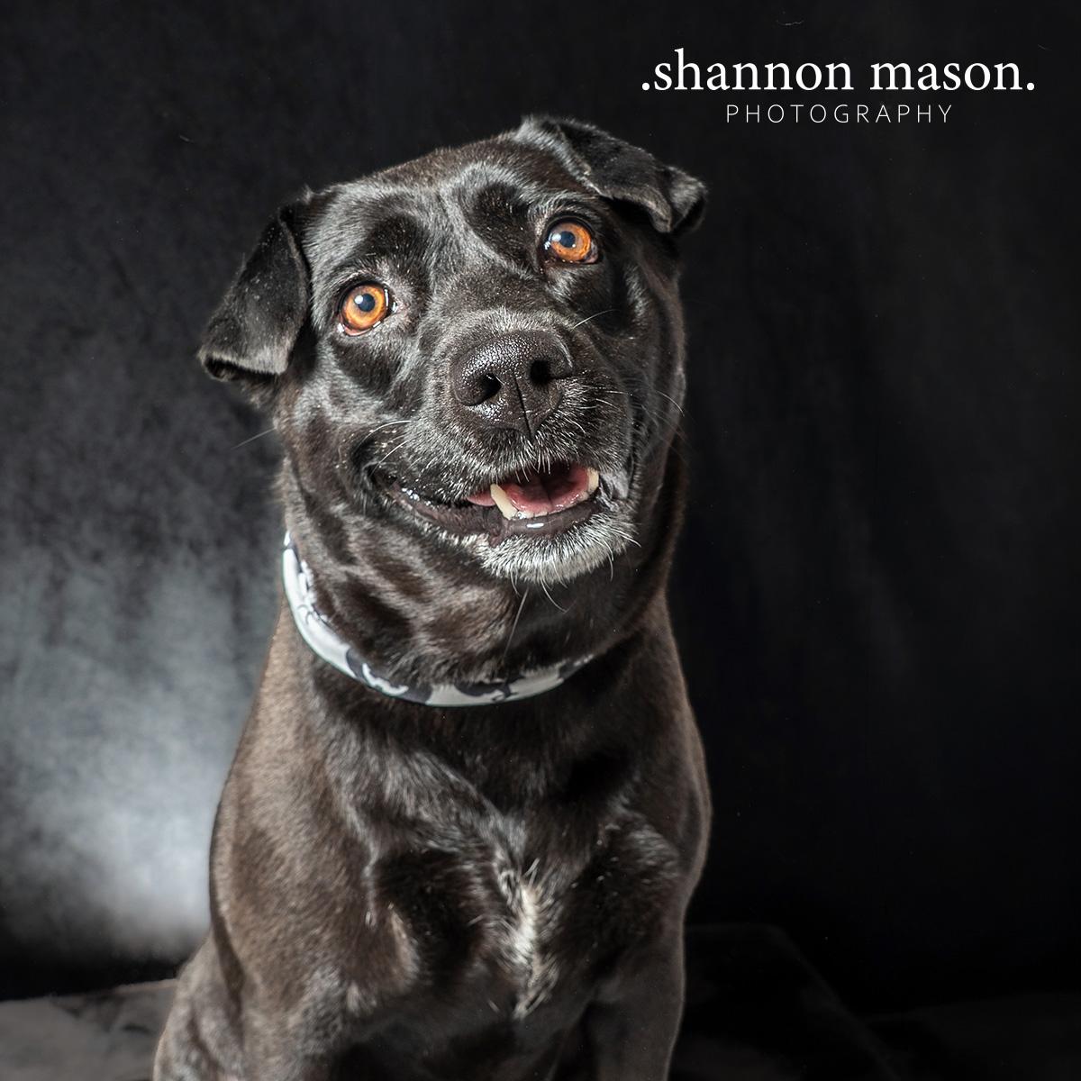 Enlarge Draz aka Jazz, a Adoptable mixed breed in Las Vegas, NV image 1/4