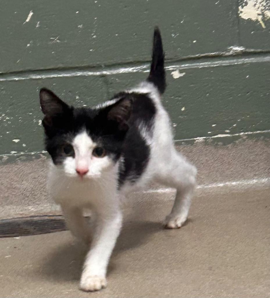 Cal, Adopted, Kitten Male Domestic Short Hair.
