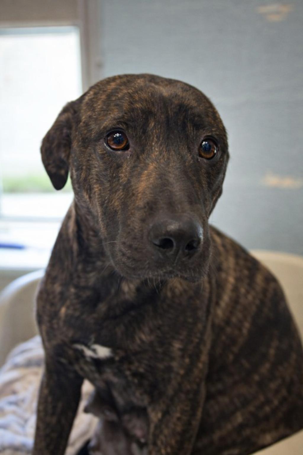 Khaleesi, adoptable, Young Female German Shepherd Dog & American Bully.