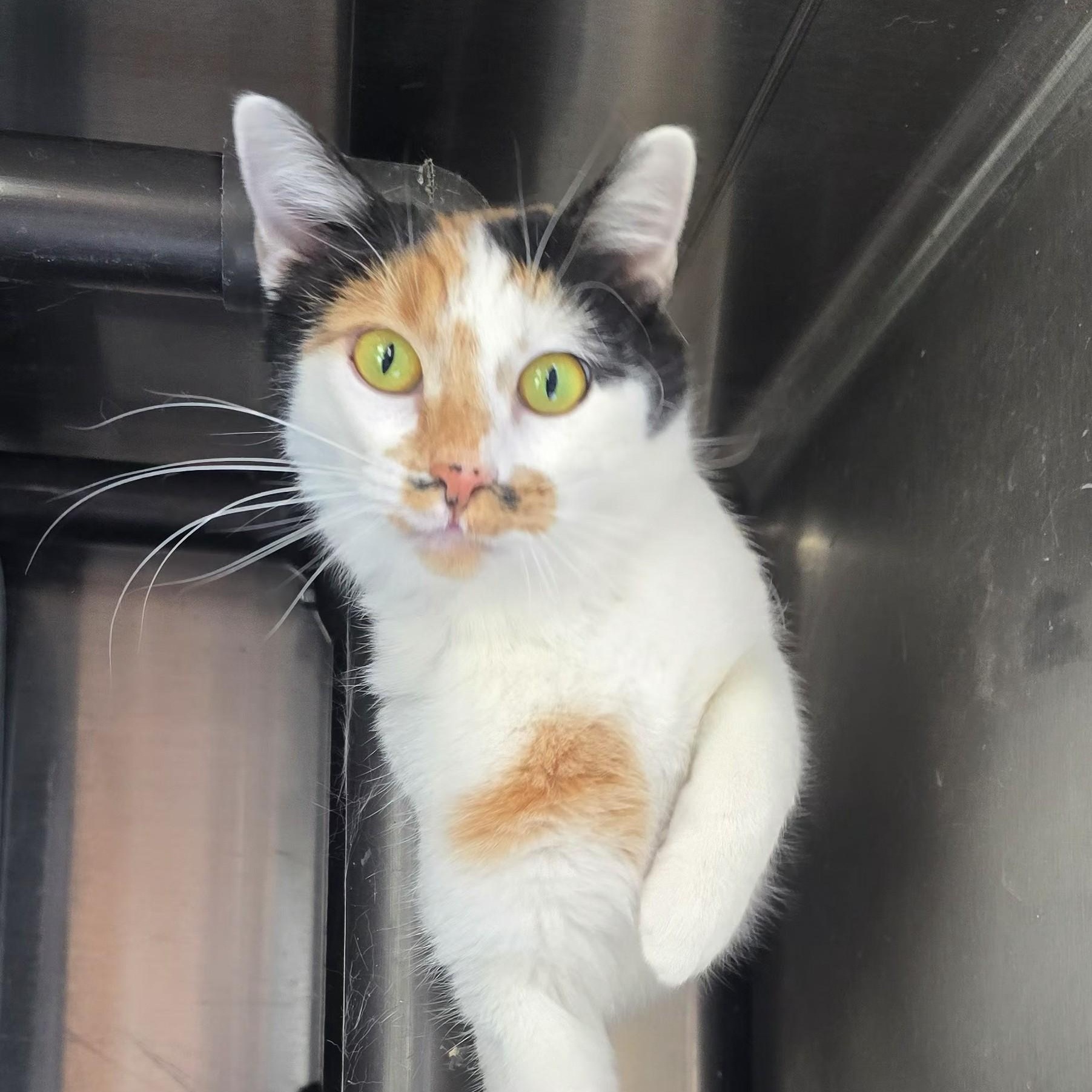 Audrina, adopted, Young Female Calico.