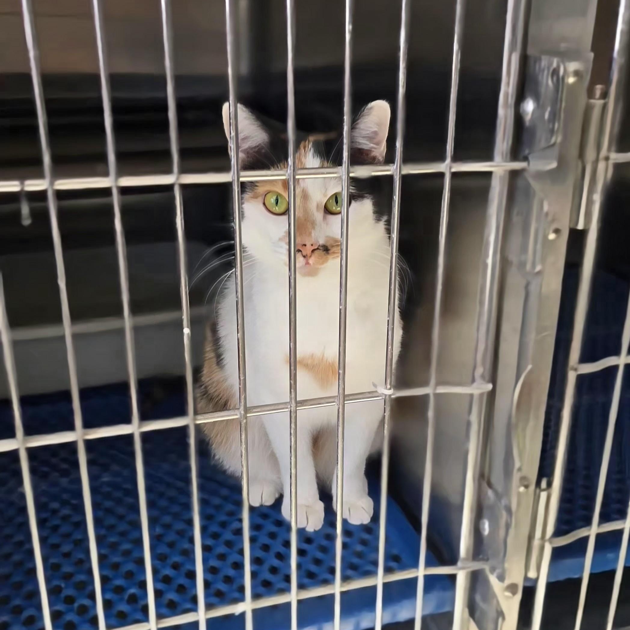 Audrina, an adopted Calico in Wilmington, OH image 2/2