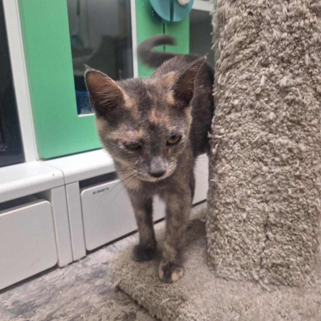 Bitsy, a Adoptable Domestic Short Hair in Albert Lea, MN image 2/6