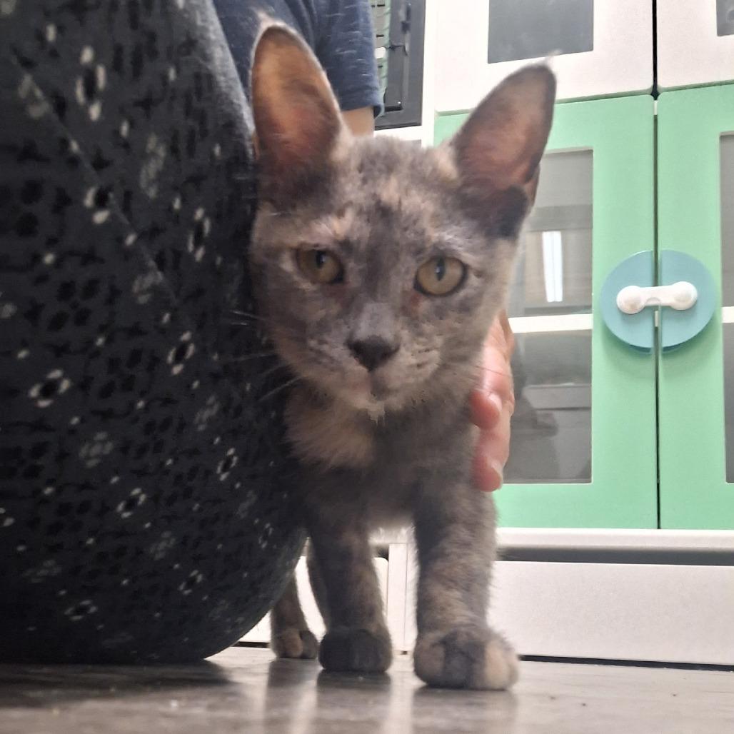 Bitsy, a Adoptable Domestic Short Hair in Albert Lea, MN image 3/6