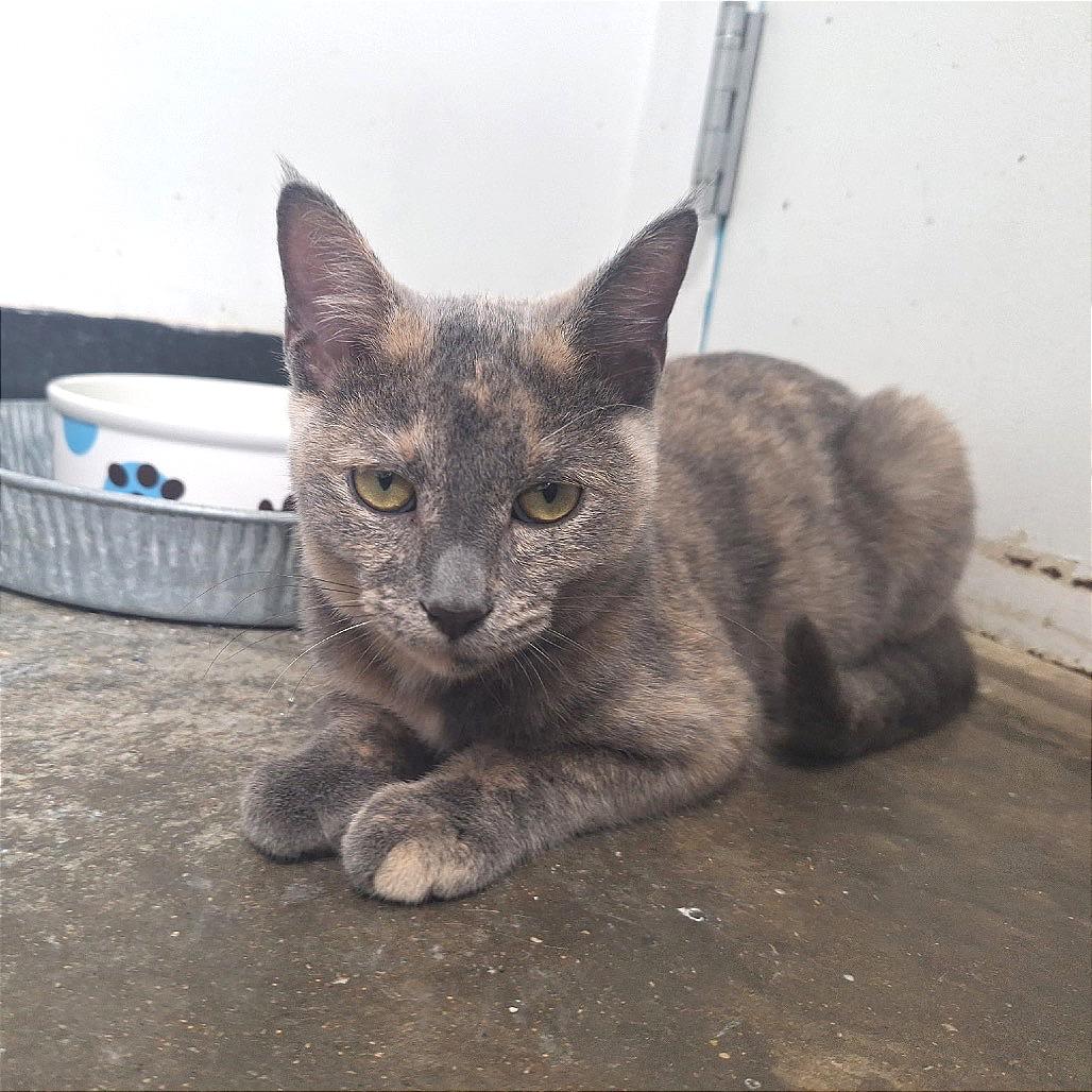 Bitsy, a Adoptable Domestic Short Hair in Albert Lea, MN image 4/6