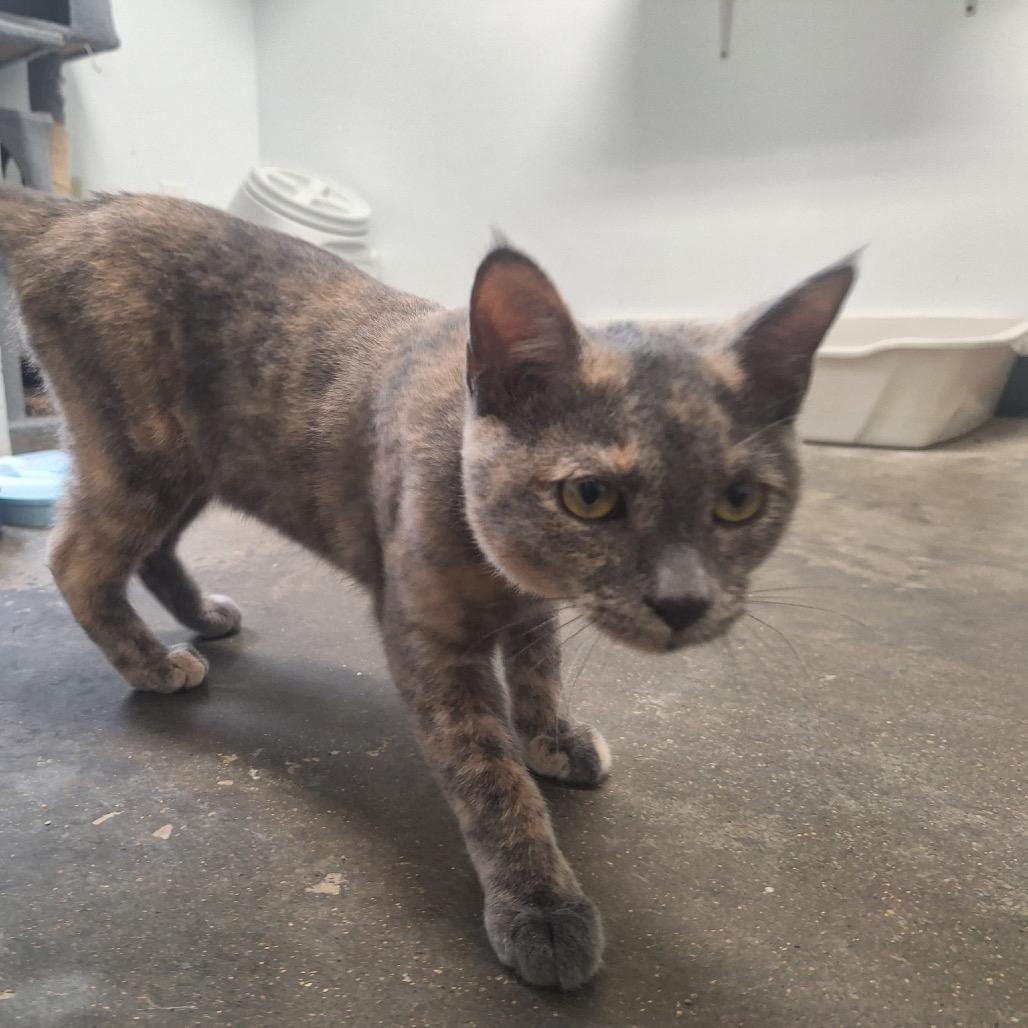 Bitsy, a Adoptable Domestic Short Hair in Albert Lea, MN image 5/6