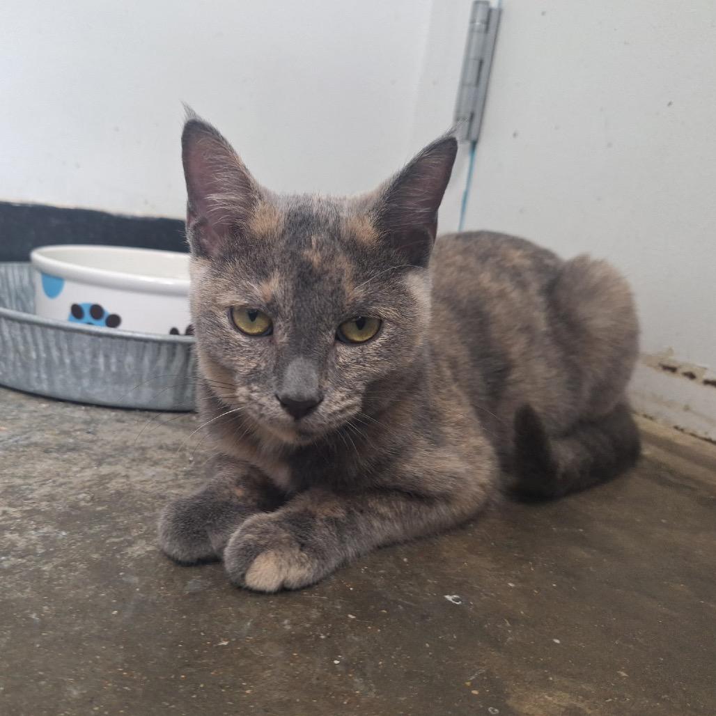 Bitsy, a Adoptable Domestic Short Hair in Albert Lea, MN image 6/6