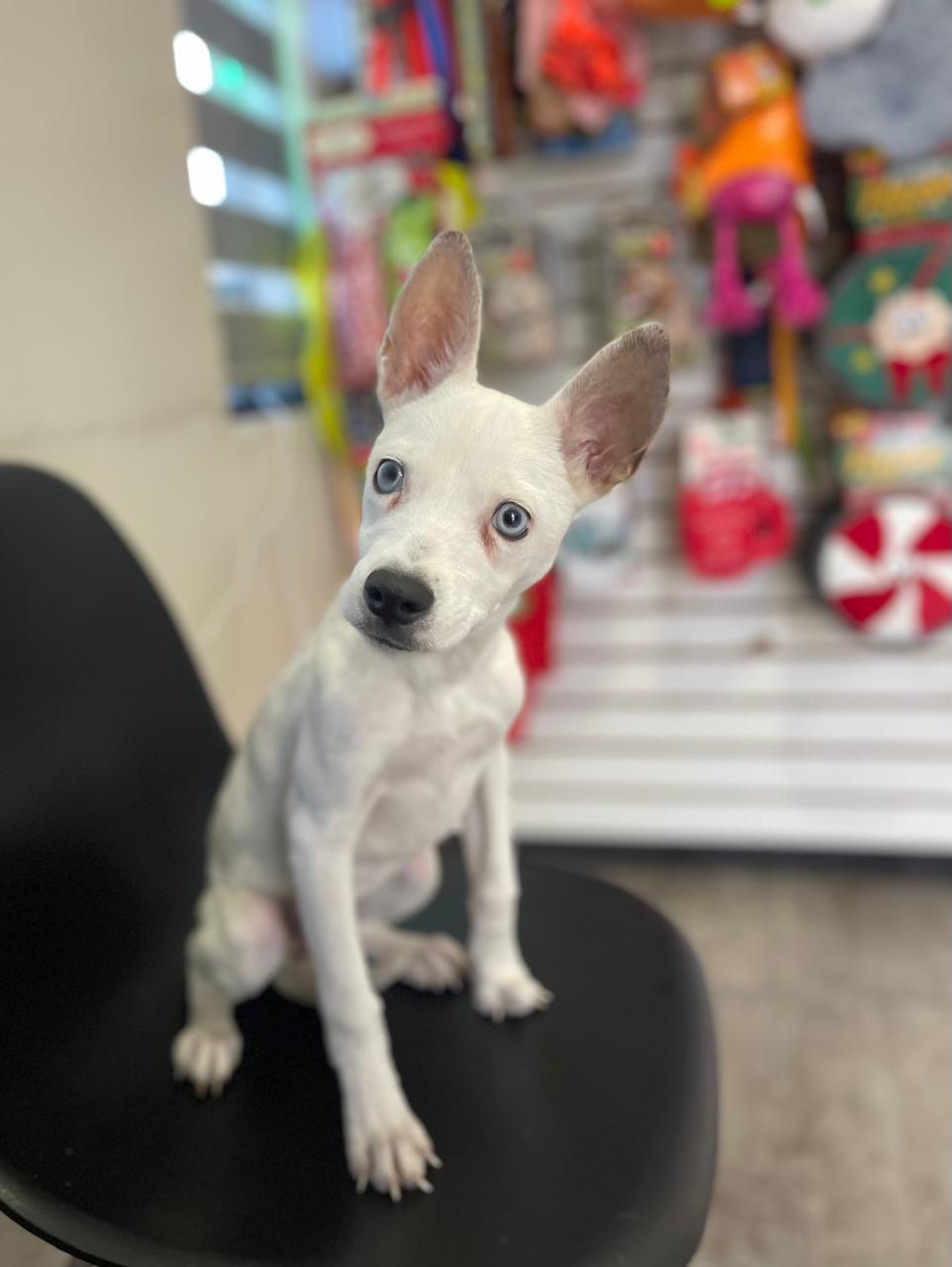 Enlarge HOPE, a ADOPTABLE mixed breed in Palm Desert, CA image 2/4