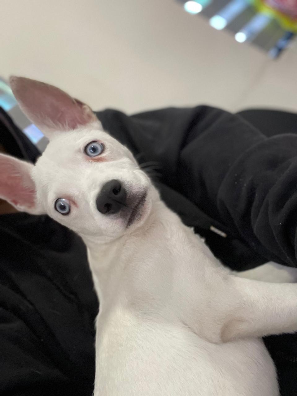 Enlarge HOPE, a ADOPTABLE mixed breed in Palm Desert, CA image 3/4