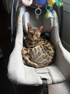 Enlarge Yogi, a Adoptable Bengal in Broomall, PA image 1/3