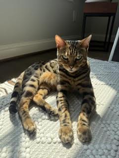 Enlarge Yogi, a Adoptable Bengal in Broomall, PA image 3/3