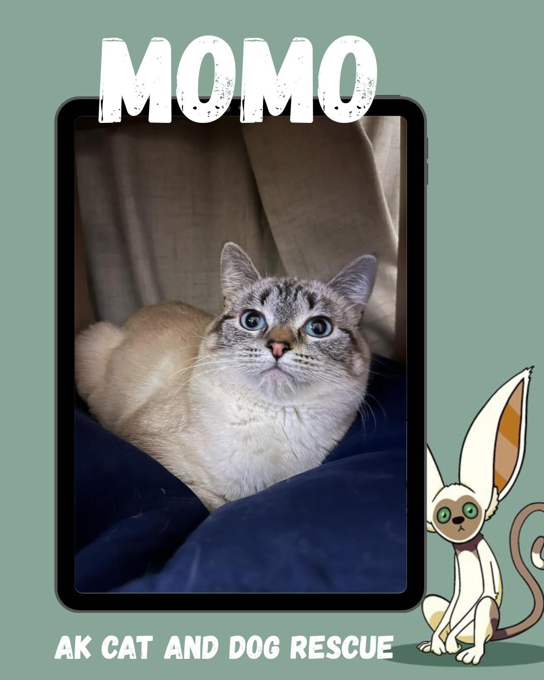 Momo (Surprise Cat #6), Adoptable, Young Female Domestic Short Hair.