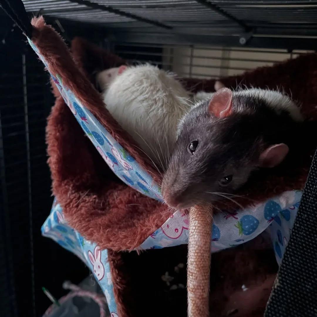 Prince Caspian Fontina, Young Male Rat