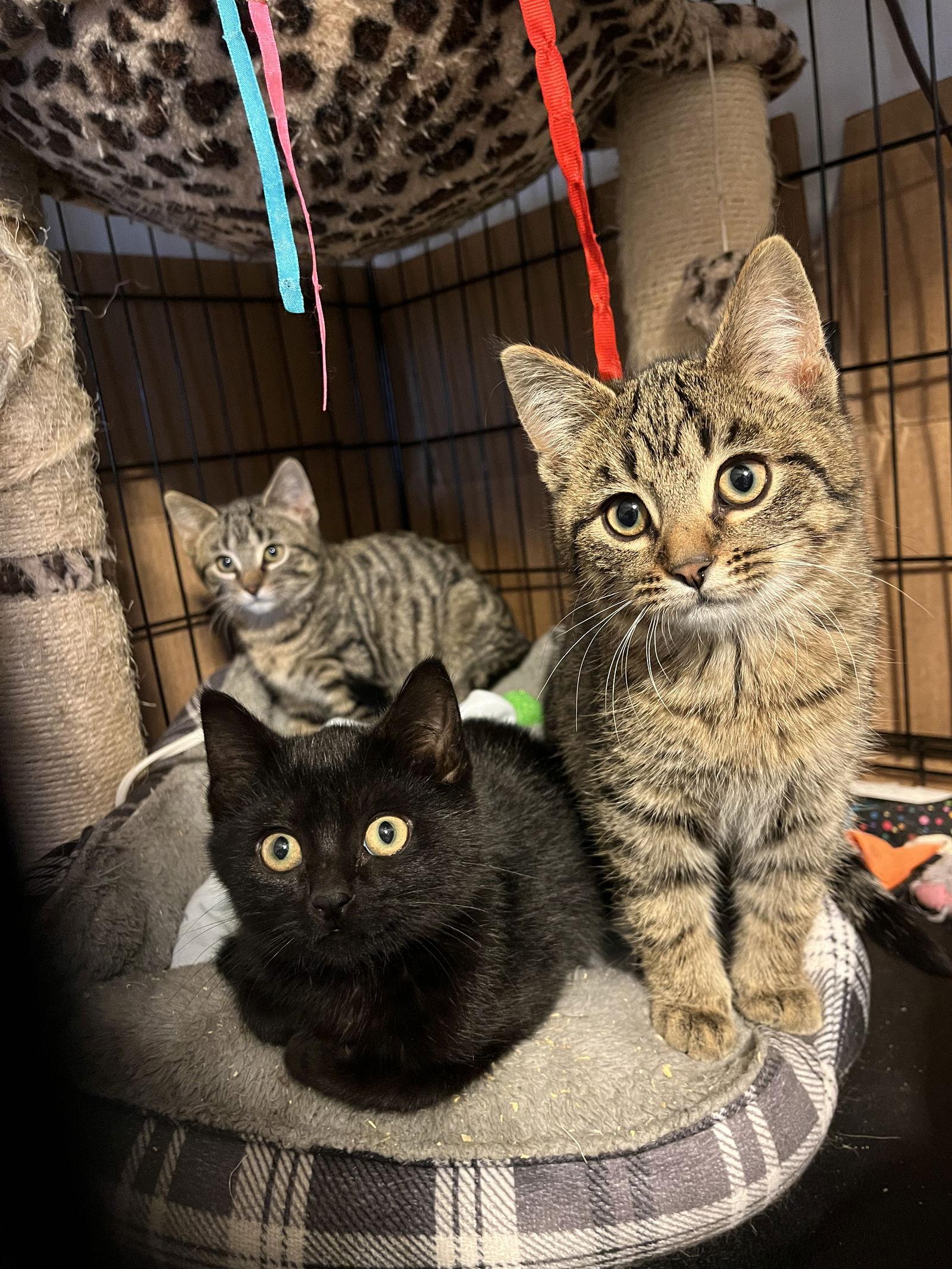 Clark Kent - AI, a Adoptable Domestic Short Hair in Clinton, MI image 1/6