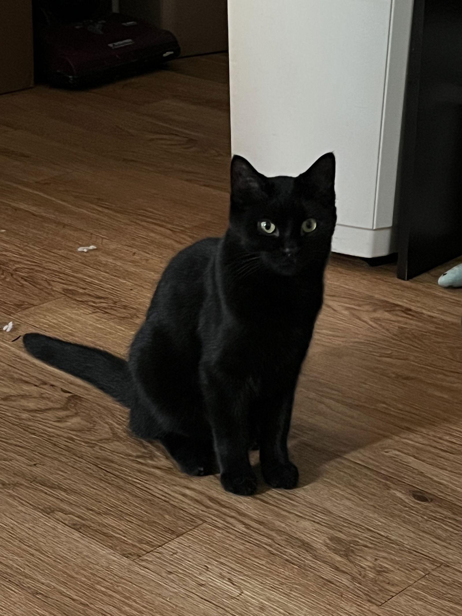 Clark Kent - AI, a Adoptable Domestic Short Hair in Clinton, MI image 2/6