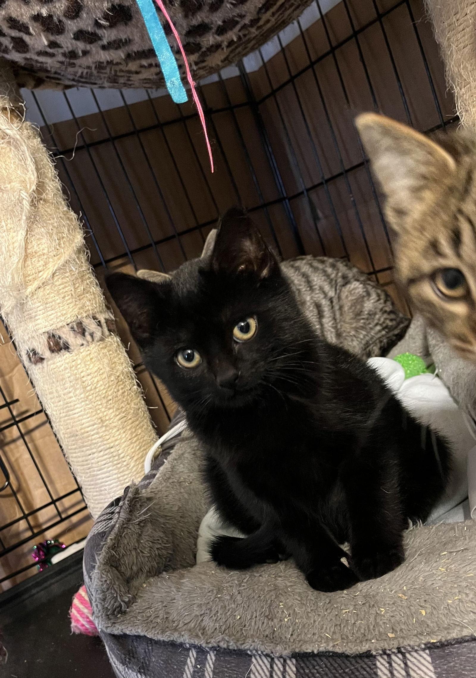 Clark Kent - AI, a Adoptable Domestic Short Hair in Clinton, MI image 3/6