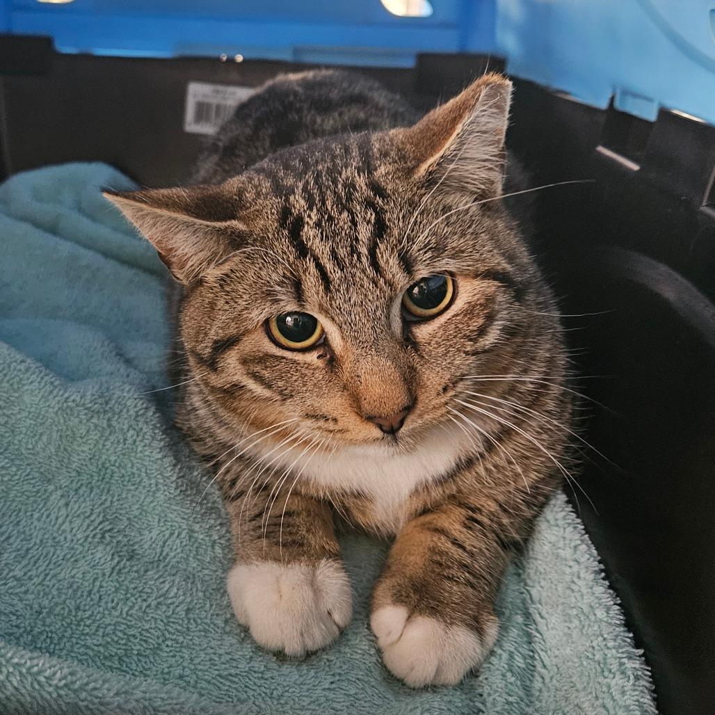 Enlarge Max, a Adoptable Domestic Short Hair in Montgomery, AL image 1/1