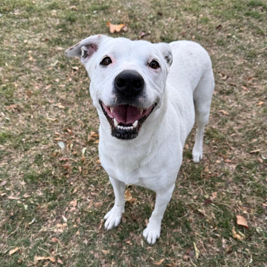 Enlarge Dot, a Adoptable mixed breed in San Jacinto, CA image 1/6
