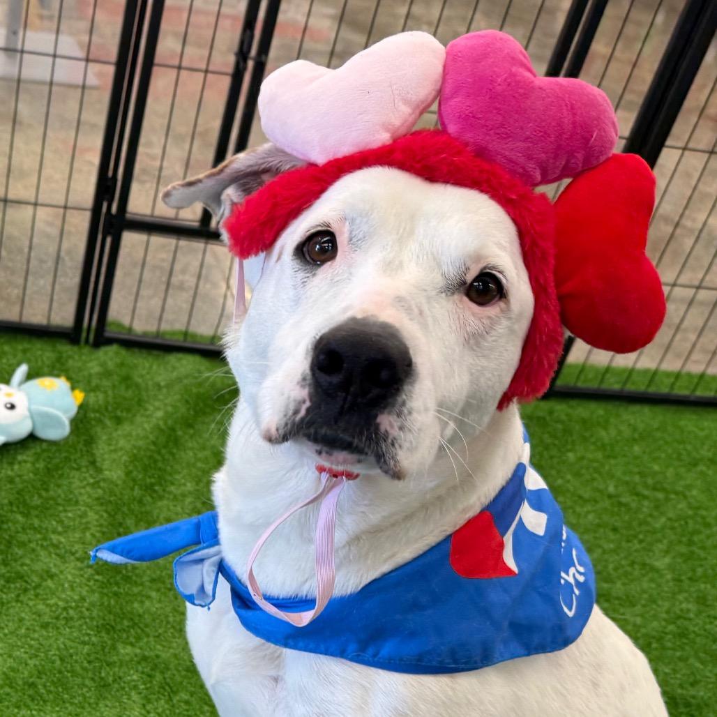 Enlarge Dot, a Adoptable mixed breed in San Jacinto, CA image 2/6