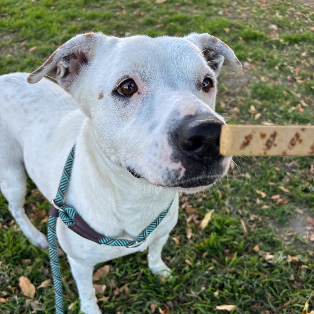 Enlarge Dot, a Adoptable mixed breed in San Jacinto, CA image 2/6