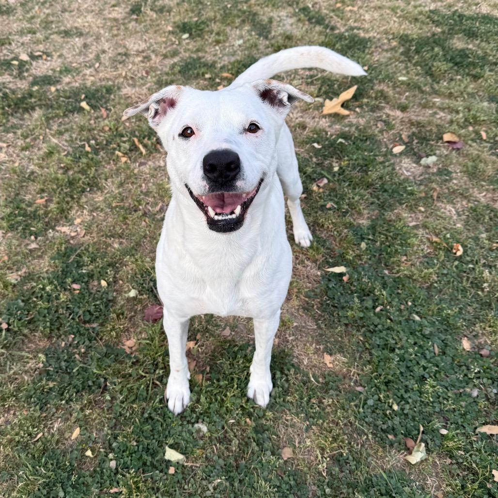 Enlarge Dot, a Adoptable mixed breed in San Jacinto, CA image 3/6