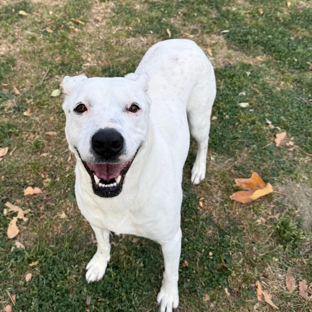 Enlarge Dot, a Adoptable mixed breed in San Jacinto, CA image 4/6
