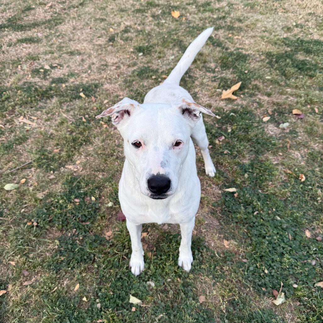 Enlarge Dot, a Adoptable mixed breed in San Jacinto, CA image 5/6