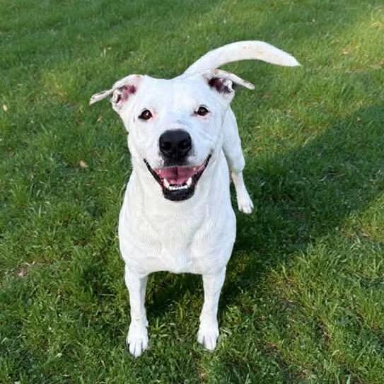 Enlarge Dot, a Adoptable mixed breed in San Jacinto, CA image 6/6
