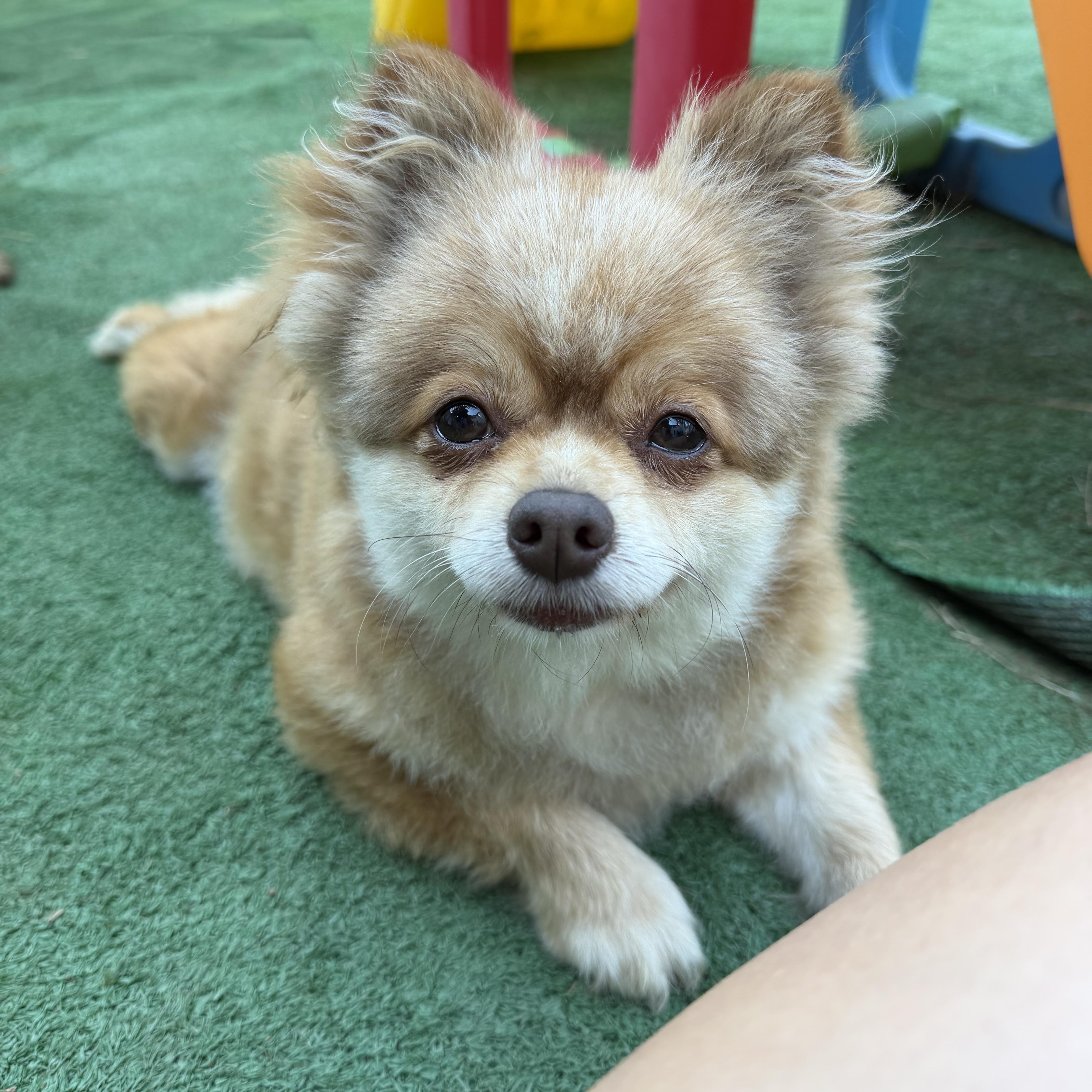 Ketchup, a ADOPTABLE Pomeranian in New Stanton, PA image 3/3