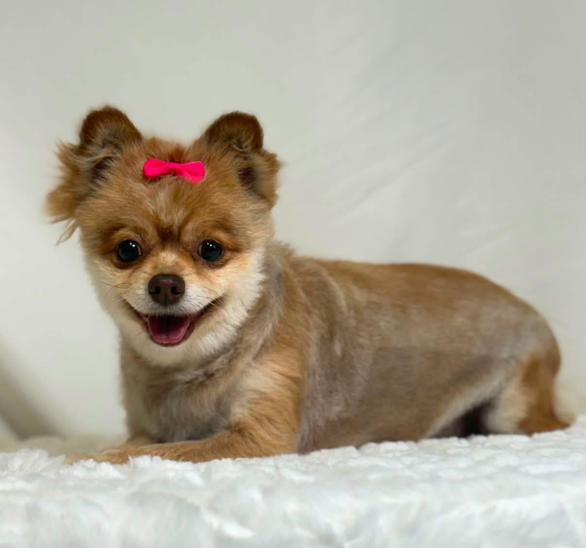 Ketchup, ADOPTABLE, Adult Female Pomeranian.